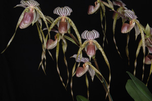 Paph. Vera Pellechia Huntington AM 82 pts.